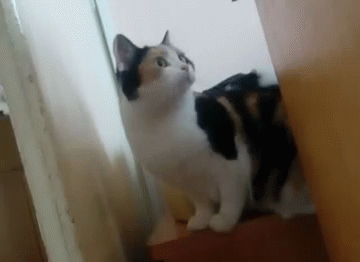 Cat Play GIF , Cat Play , Discover \u0026 Share GIFs